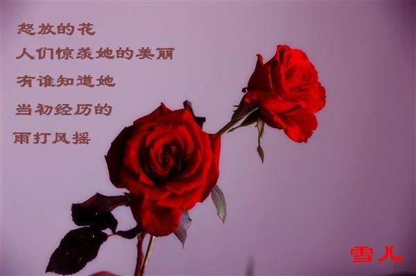 素如春梅，艷若朝霞——來自遠(yuǎn)東的敬意